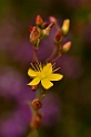St Johns Wort